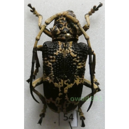 Phryneta marmorea (Olivier, 1792) Madagascar 38mm54